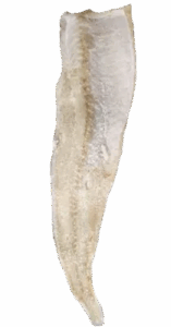 Filetto di molva salato